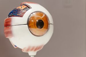 Model of a human eyeball anatomy